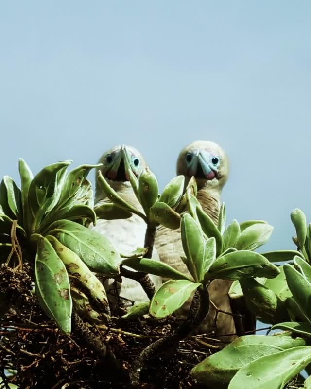 🐾 À Wopé, on aime les animaux. Qu’ils soient à La Réunion, 