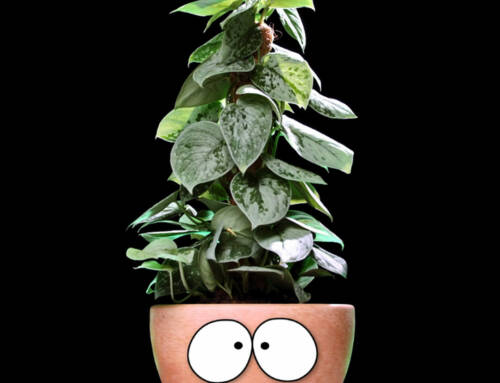 Pub « Plant’Péi »