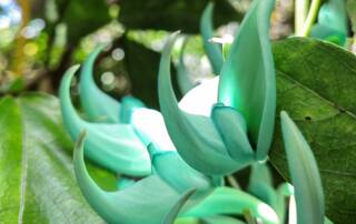 Transport électrique éco-production audiovisuelle véhicule vert cinéma durable La Réunion