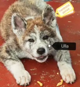 Ulla