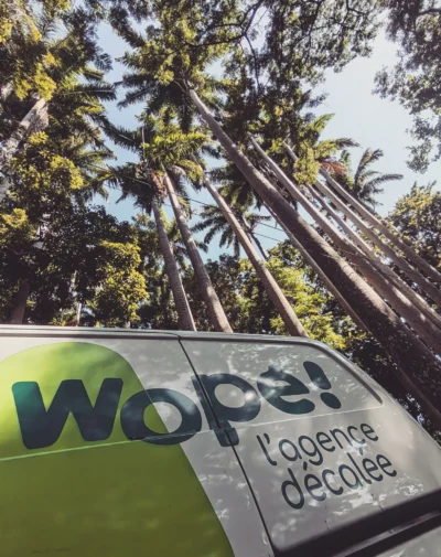 Cocotiers vue vers le ciel - Wopé Production écoprod La Réunion