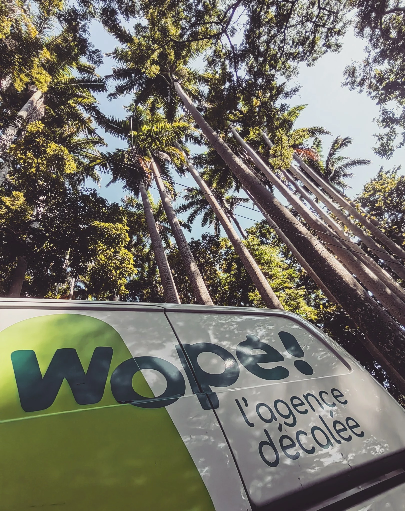 Cocotiers vue vers le ciel - Wopé Production écoprod La Réunion